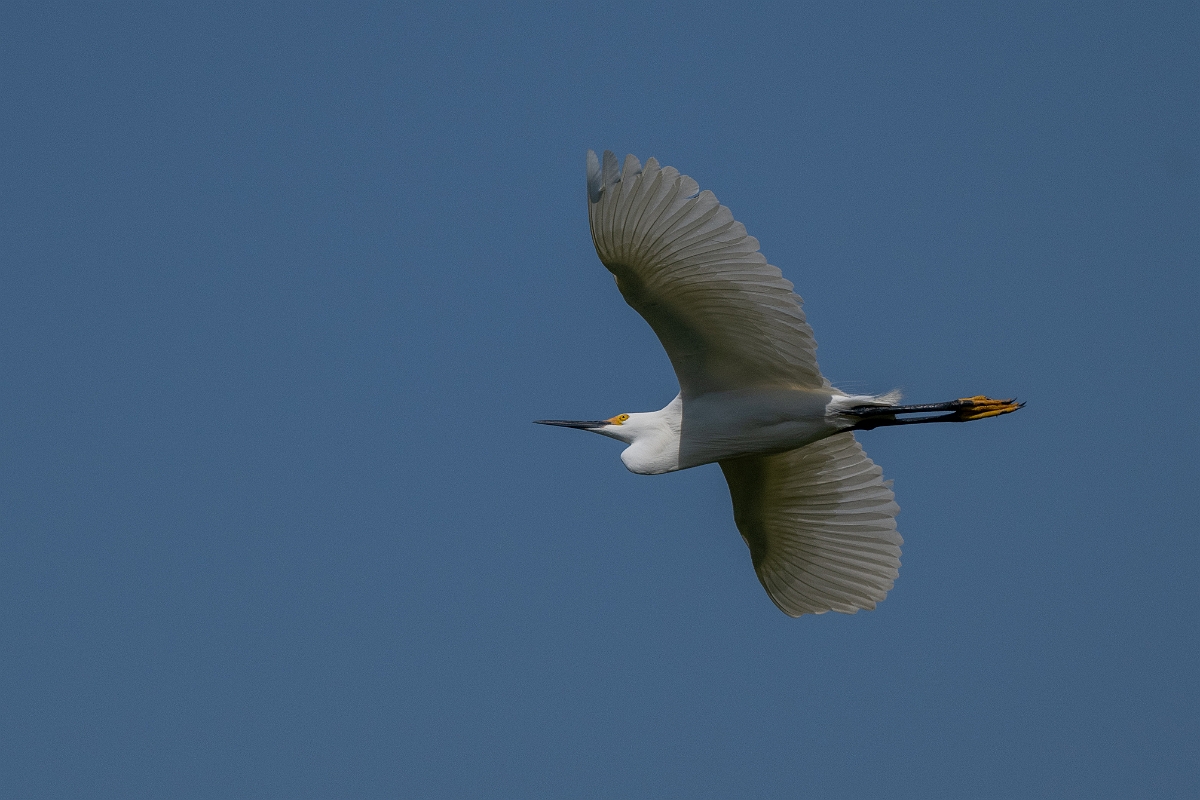 DPPhotography - Texas - Snowy egret - D.jpg - Snowy egret - Smith Oaks, High Island, Texas