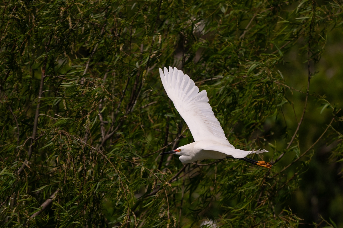 DPPhotography - Texas - Snowy egret - G.jpg - Snowy egret - Smith Oaks, High Island, Texas