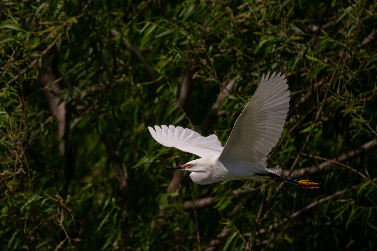 DPPhotography - Texas - Snowy egret - H.jpg - Snowy egret - Smith Oaks, High Island, Texas