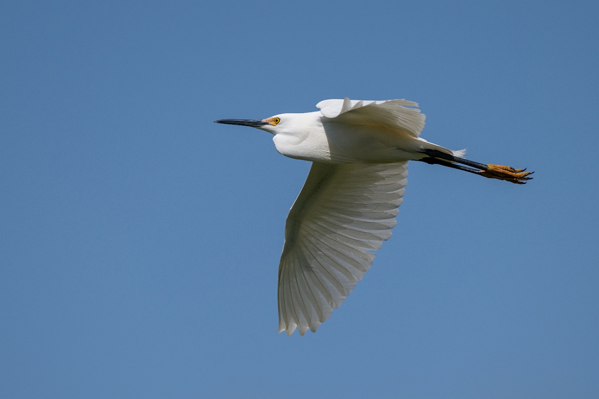 DPPhotography - Texas - Snowy egret - I.jpg - Snowy egret - Smith Oaks, High Island, Texas