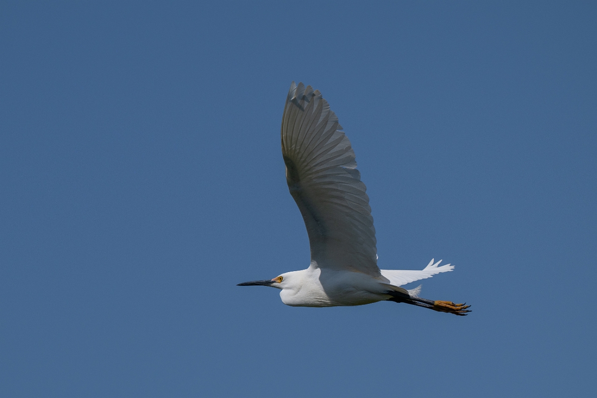 DPPhotography - Texas - Snowy egret - J.jpg - Snowy egret - Smith Oaks, High Island, Texas