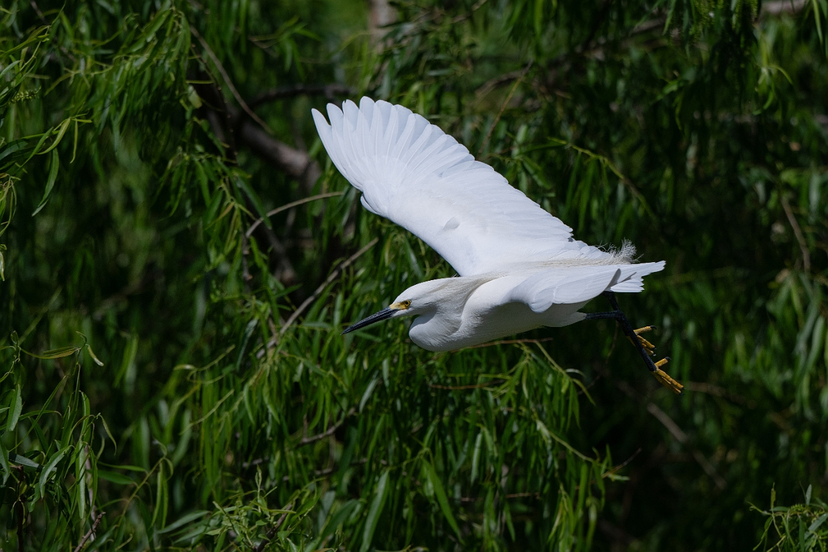 DPPhotography - Texas - Snowy egret - L.jpg - Snowy egret - Smith Oaks, High Island, Texas