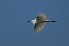DPPhotography - Texas - Snowy egret - C