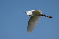 DPPhotography - Texas - Snowy egret - I