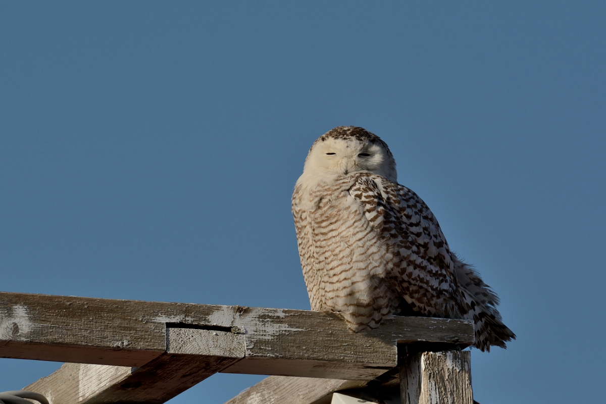 David Plant Photography - Wildlife Photography - Snowy owl - A.jpg - Snowy owl - North end, Plum Island, MA