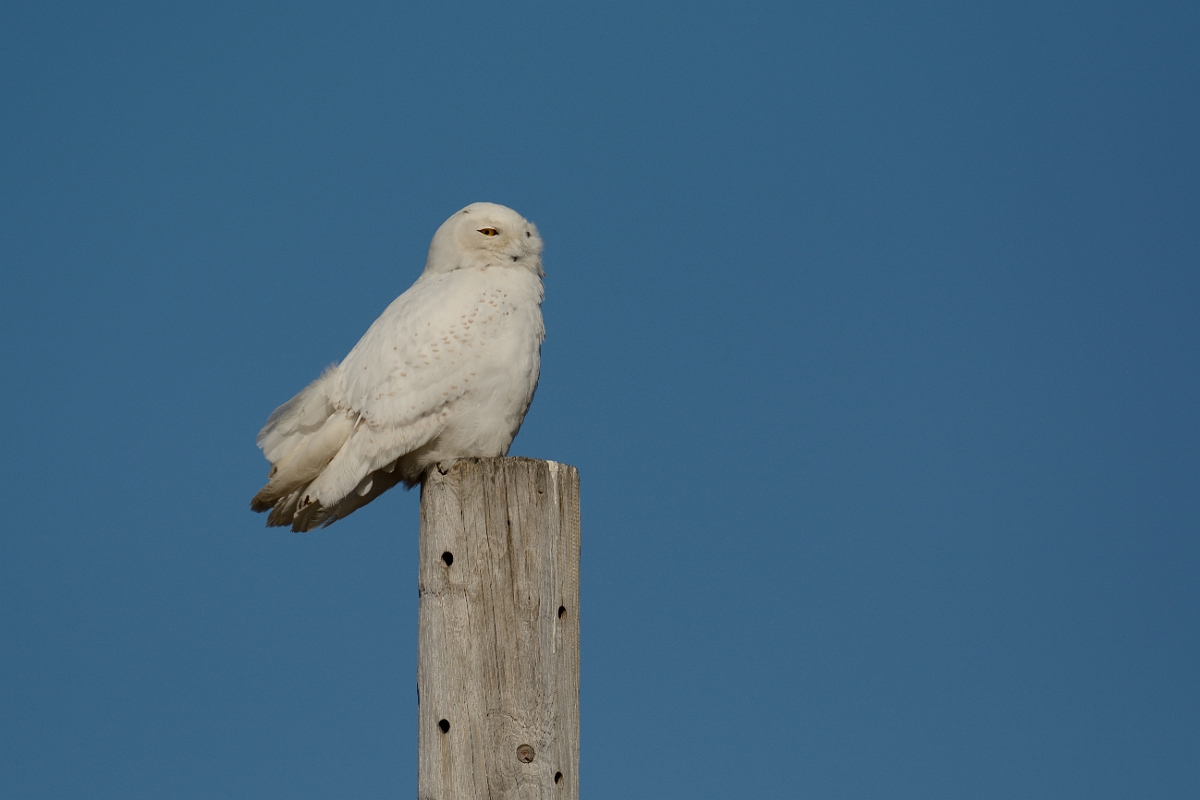 David Plant Photography - Wildlife Photography - Snowy owl - D.jpg - Snowy owl - Salisbury Beach, MA