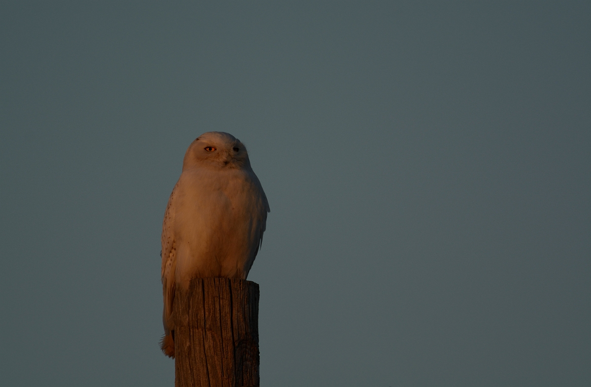 David Plant Photography - Wildlife Photography - Snowy owl - H.jpg - Snowy owl - Salisbury Beach, MA