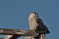 David Plant Photography - Wildlife Photography - Snowy owl - A