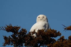 David Plant Photography - Wildlife Photography - Snowy owl - B