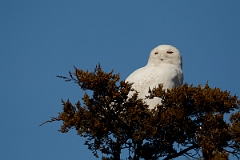 David Plant Photography - Wildlife Photography - Snowy owl - C