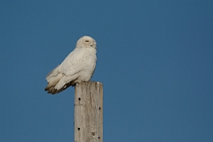 David Plant Photography - Wildlife Photography - Snowy owl - D