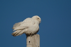David Plant Photography - Wildlife Photography - Snowy owl - F