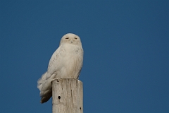 David Plant Photography - Wildlife Photography - Snowy owl - G
