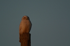 David Plant Photography - Wildlife Photography - Snowy owl - H