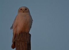 David Plant Photography - Wildlife Photography - Snowy owl - I
