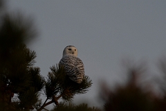 David Plant Photography - Wildlife Photography - Snowy owl - J