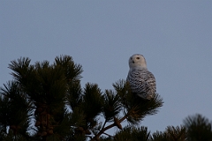 David Plant Photography - Wildlife Photography - Snowy owl - K