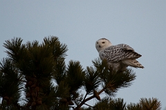 David Plant Photography - Wildlife Photography - Snowy owl - L