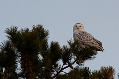 David Plant Photography - Wildlife Photography - Snowy owl - M
