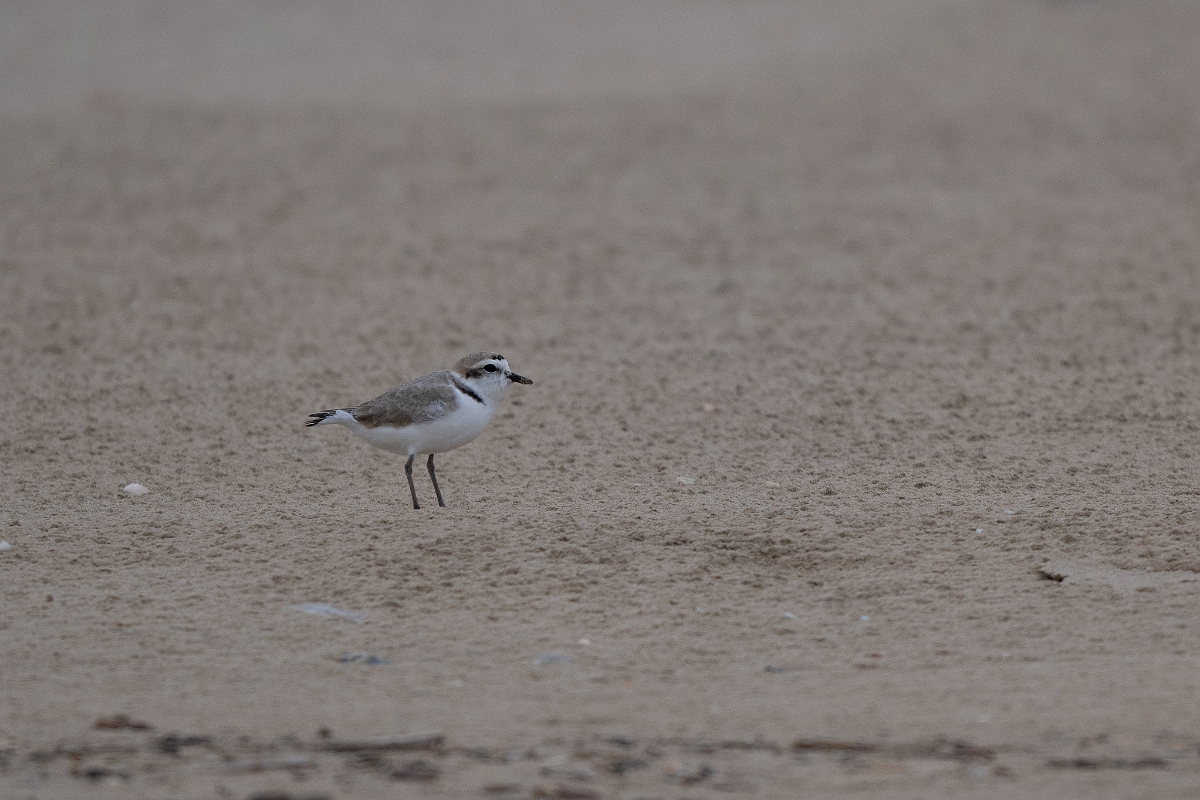 DPPhotography - Texas - Snowy plover - A.jpg - Snowy plover - Bolivar Flats, Bolivar Peninsula, Texas
