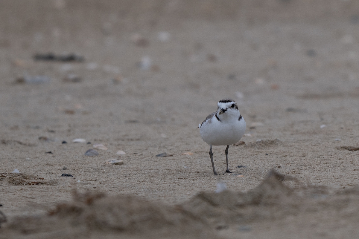 DPPhotography - Texas - Snowy plover - B.jpg - Snowy plover - Bolivar Flats, Bolivar Peninsula, Texas