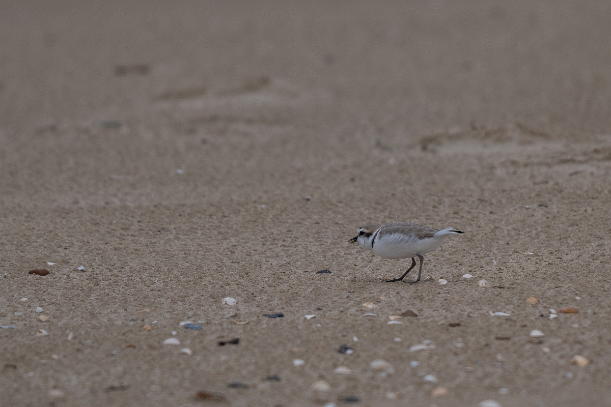 DPPhotography - Texas - Snowy plover - C.jpg - Snowy plover - Bolivar Flats, Bolivar Peninsula, Texas