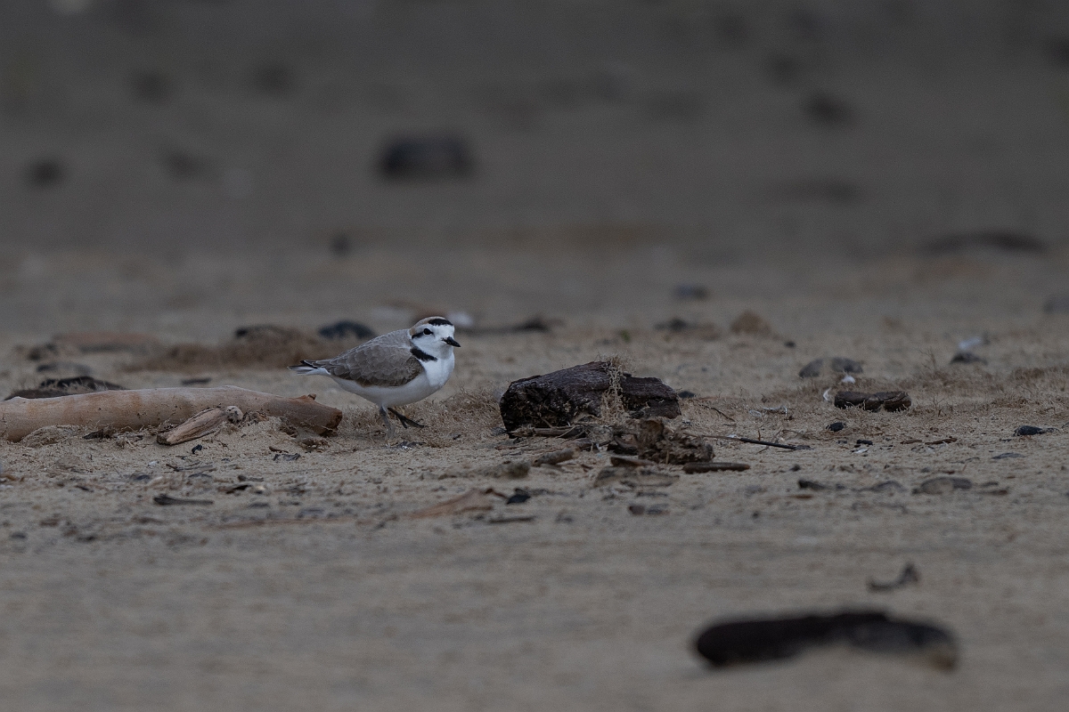 DPPhotography - Texas - Snowy plover - E.jpg - Snowy plover - Bolivar Flats, Bolivar Peninsula, Texas