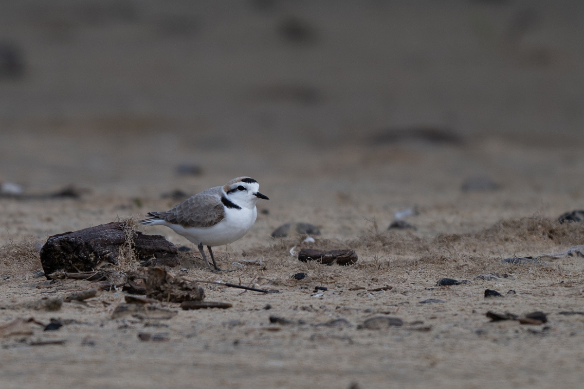 DPPhotography - Texas - Snowy plover - F.jpg - Snowy plover - Bolivar Flats, Bolivar Peninsula, Texas