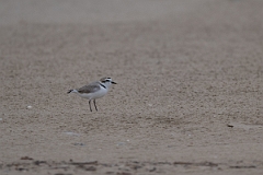 DPPhotography - Texas - Snowy plover - A
