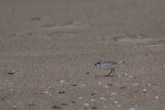 DPPhotography - Texas - Snowy plover - C