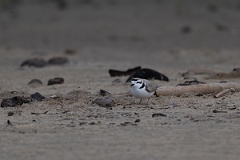 DPPhotography - Texas - Snowy plover - D