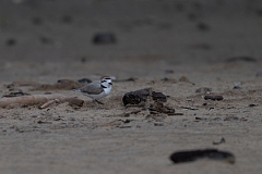 DPPhotography - Texas - Snowy plover - E