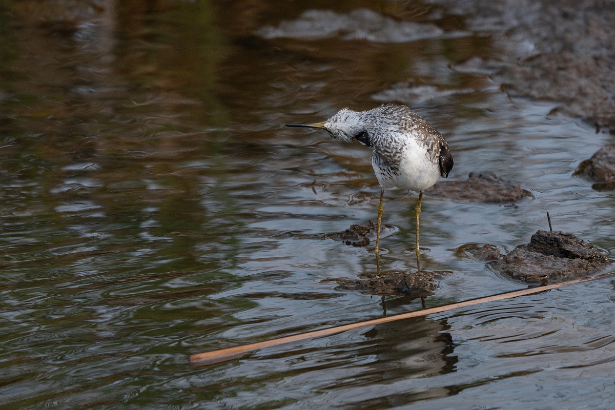 DPPhotography - Texas - Solitary sandpiper - A.jpg - Solitary sandpiper - Anahuac NWR, Texas