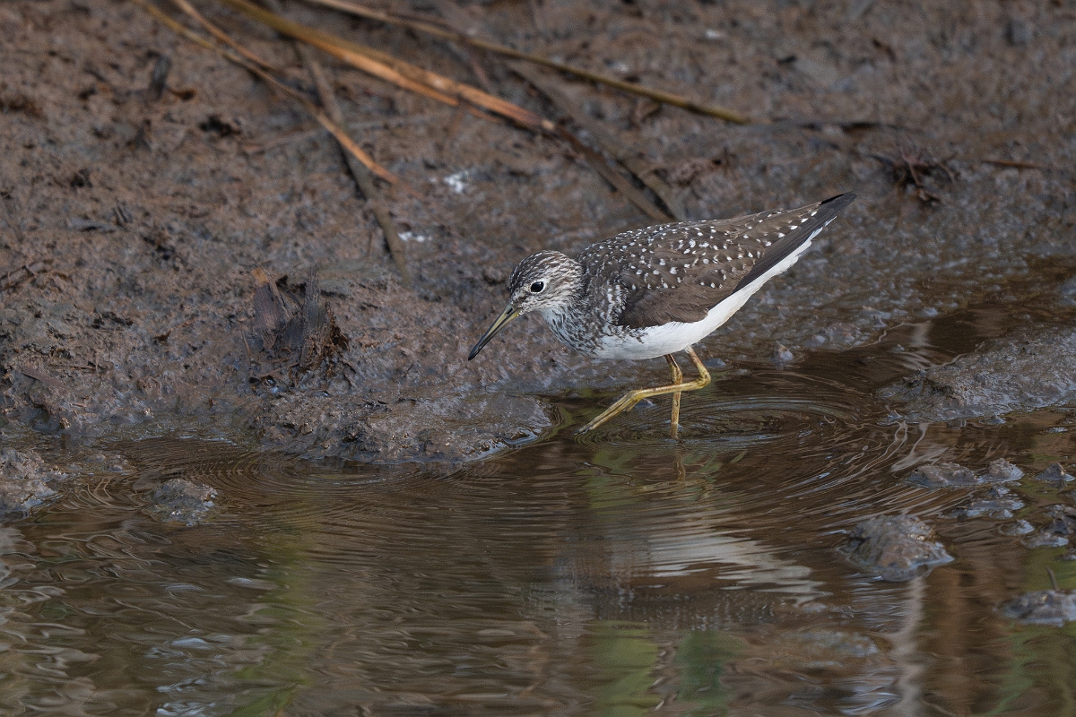 DPPhotography - Texas - Solitary sandpiper - B.jpg - Solitary sandpiper - Anahuac NWR, Texas