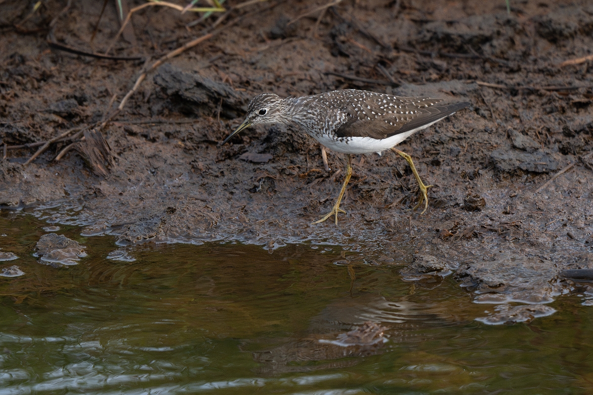 DPPhotography - Texas - Solitary sandpiper - D.jpg - Solitary sandpiper - Anahuac NWR, Texas