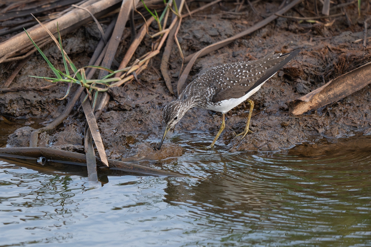 DPPhotography - Texas - Solitary sandpiper - E.jpg - Solitary sandpiper - Anahuac NWR, Texas