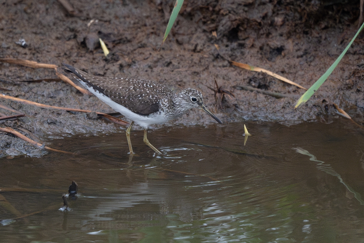 DPPhotography - Texas - Solitary sandpiper - F.jpg - Solitary sandpiper - Anahuac NWR, Texas