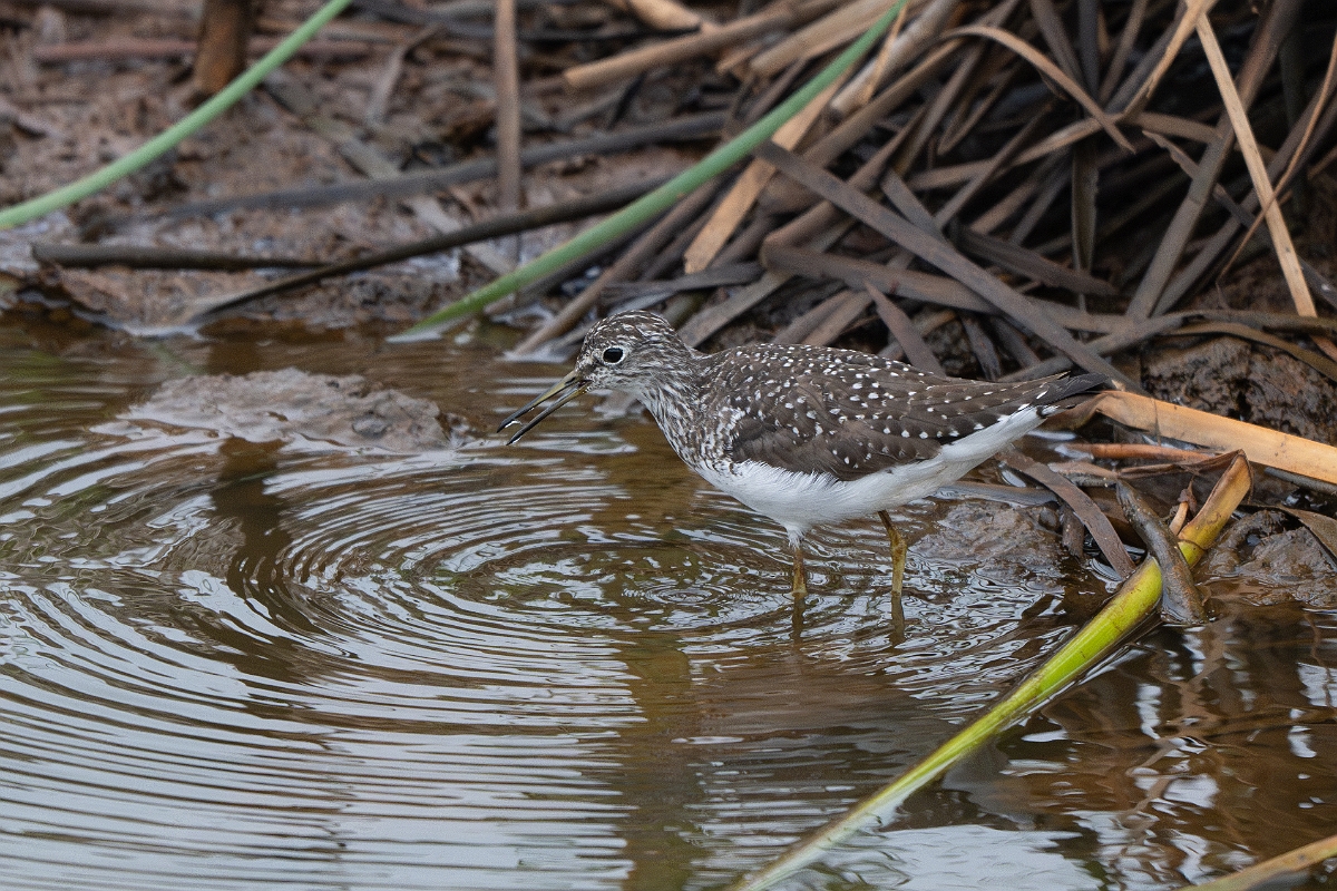 DPPhotography - Texas - Solitary sandpiper - G.jpg - Solitary sandpiper - Anahuac NWR, Texas