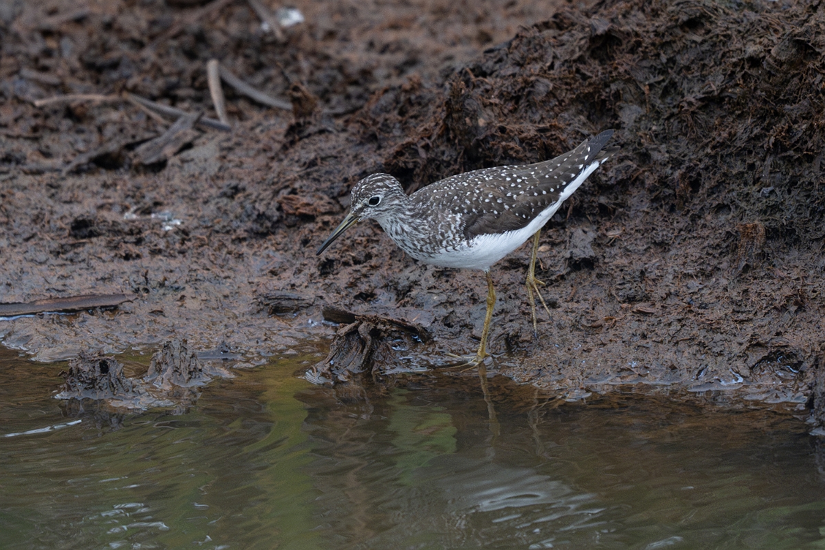 DPPhotography - Texas - Solitary sandpiper - I.jpg - Solitary sandpiper - Anahuac NWR, Texas