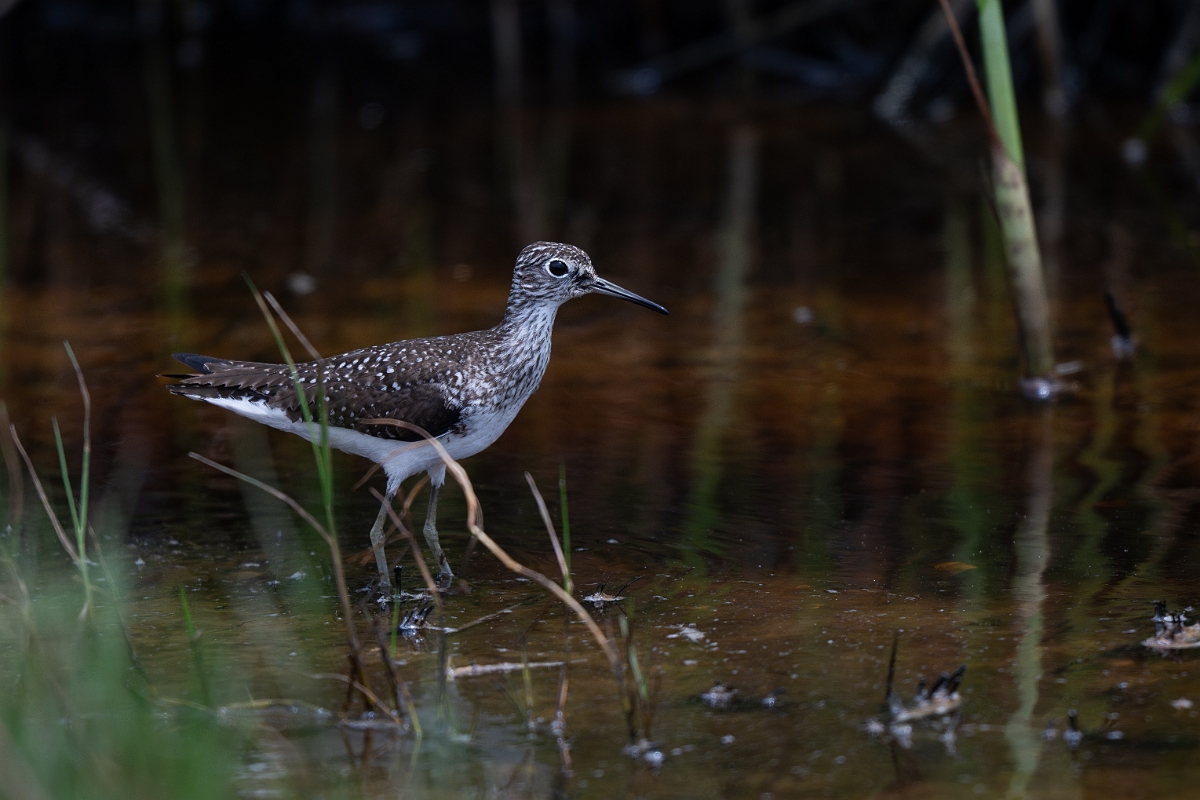DPPhotography - Texas - Solitary sandpiper - J.jpg - Solitary sandpiper - Bolivar Flats, Bolivar Peninsula