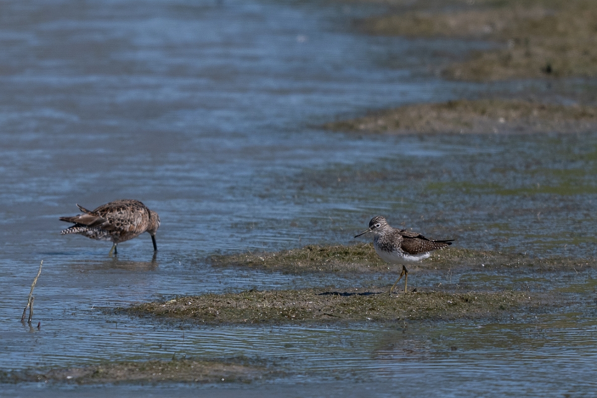 DPPhotography - Texas - Solitary sandpiper - K.jpg - Solitary sandpiper - Santa Ana NWR, Texas