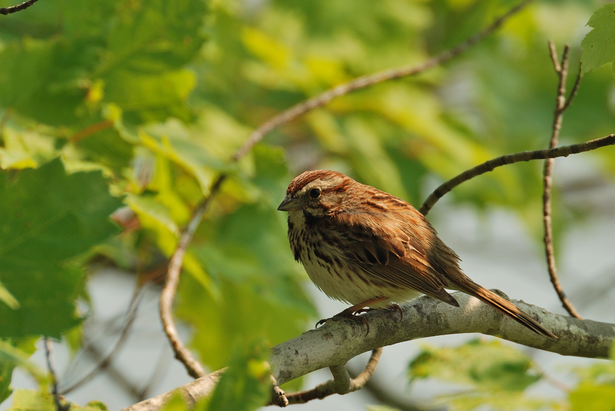 David Plant Photography - Wildlife Photographer - Song sparrow - A.jpg - Song sparrow - Scarborough Marsh, ME