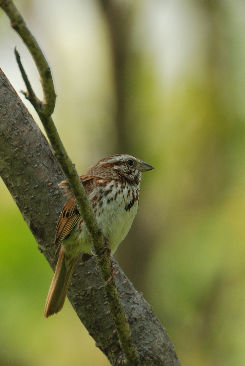 David Plant Photography - Wildlife Photographer - Song sparrow - D.jpg - Song sparrow - Scarborough Marsh, ME