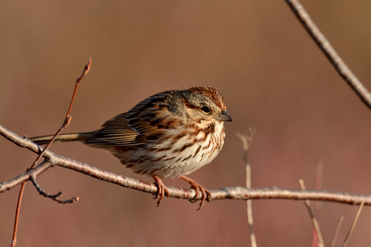 David Plant Photography - Wildlife Photography - Song sparrow - F.jpg - Song sparrow - Halibut Point, MA