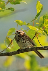 David Plant Photography - Wildlife Photographer - Song sparrow - B
