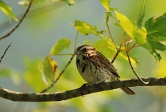 David Plant Photography - Wildlife Photographer - Song sparrow - C