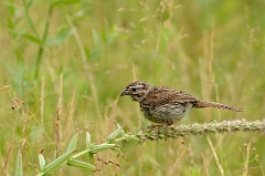 David Plant Photography - Wildlife Photography - Song sparrow - E