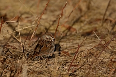 David Plant Photography - Wildlife Photography - Song sparrow - G