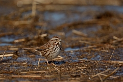 David Plant Photography - Wildlife Photography - Song sparrow - H