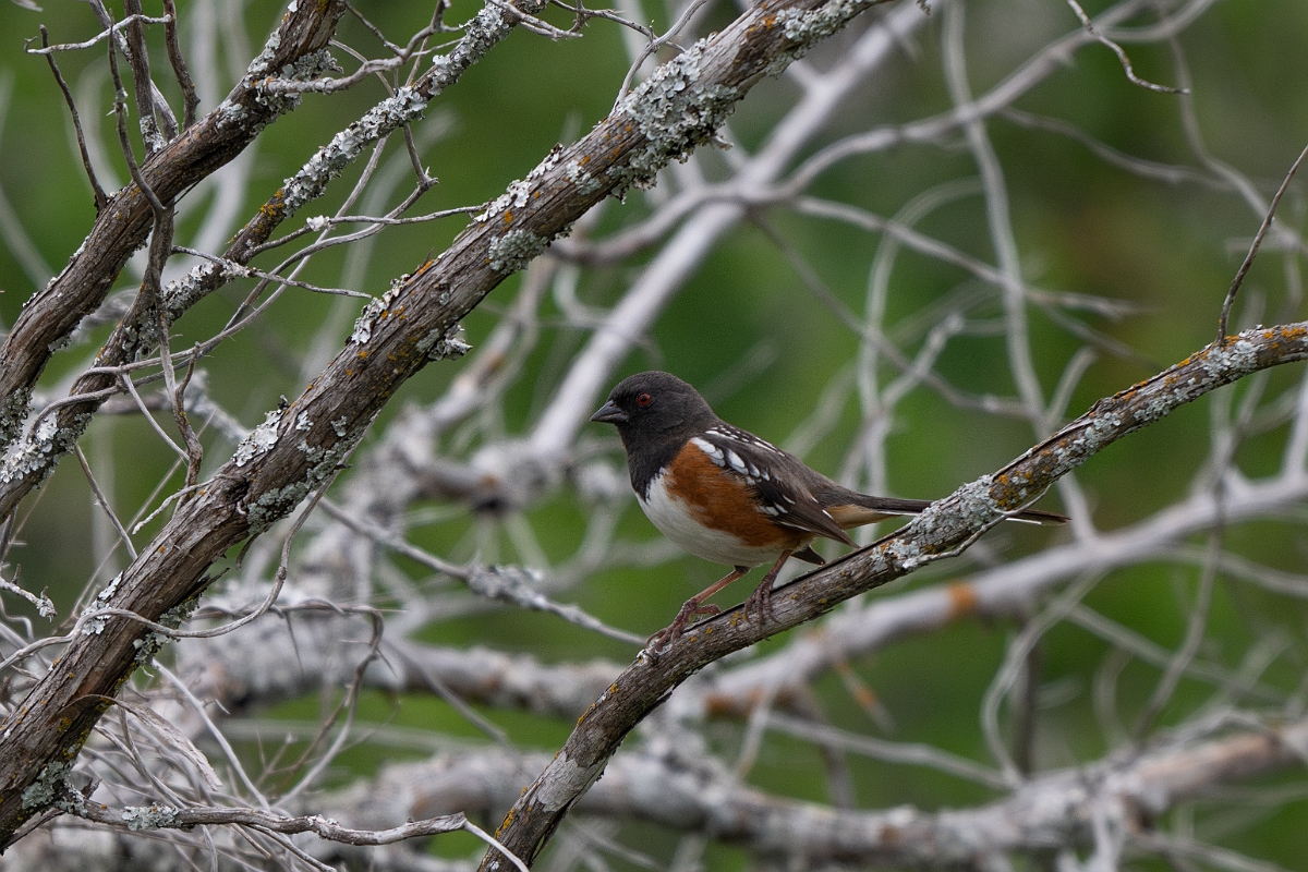DPPhotography - Texas - Spotted towhee - B.jpg - Spotted towhee - Ink Lake State Park, Texas
